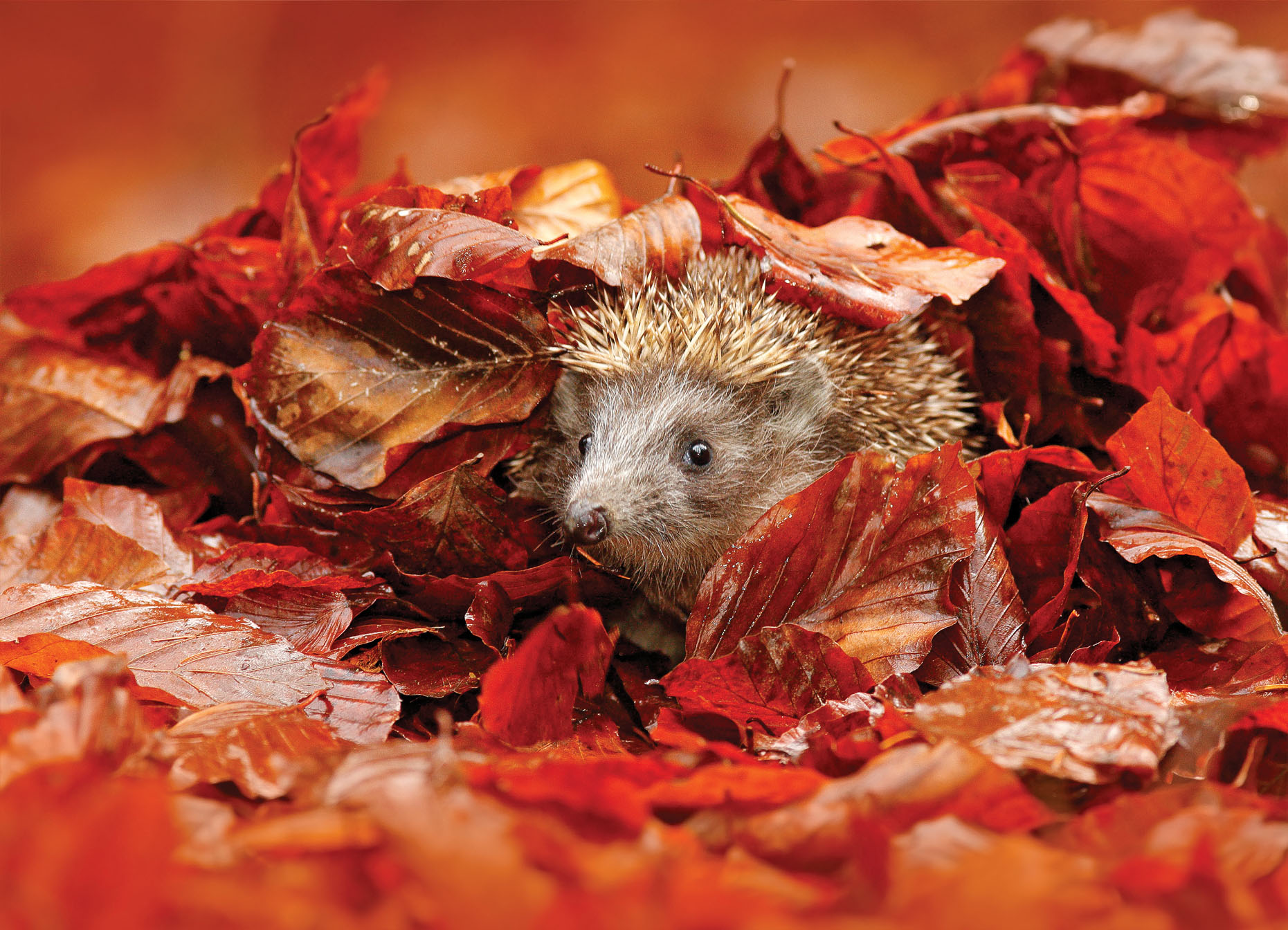 Tapeta Ježek v listí