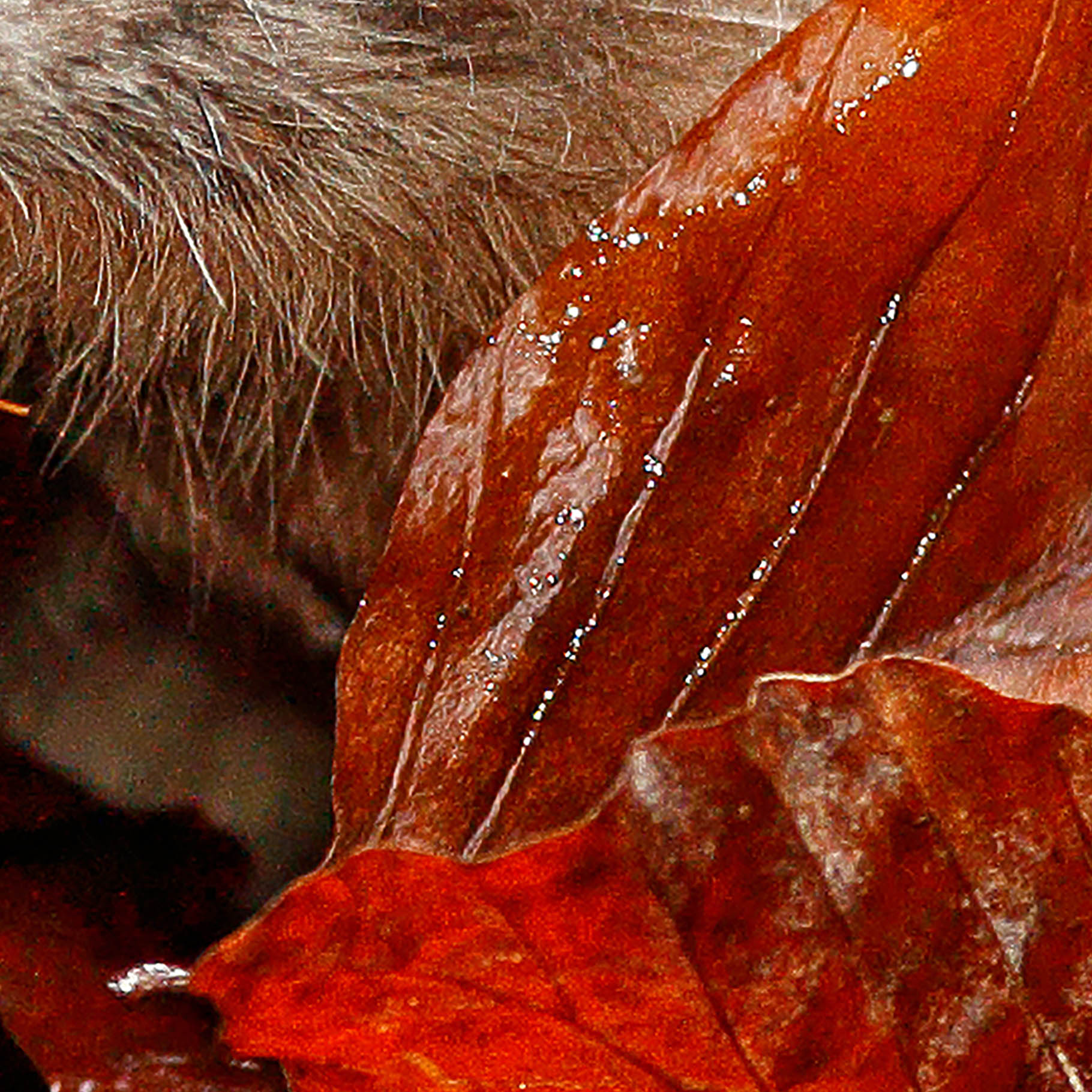 Tapeta Ježek v listí