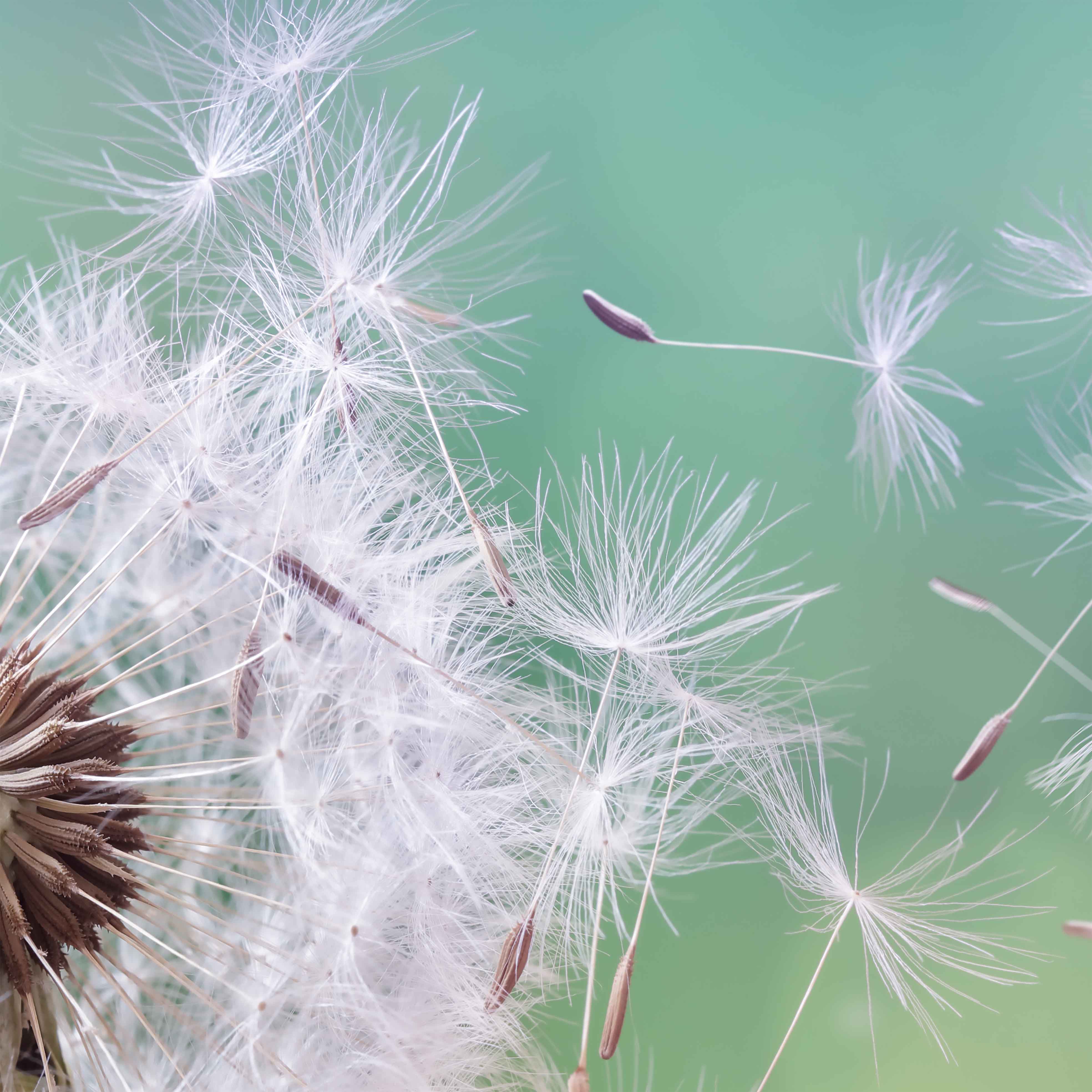 Fototapeta Chmýří pampelišky
