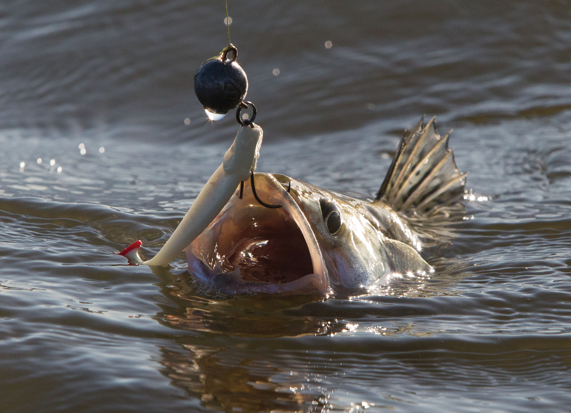 Tapeta Candát obecný