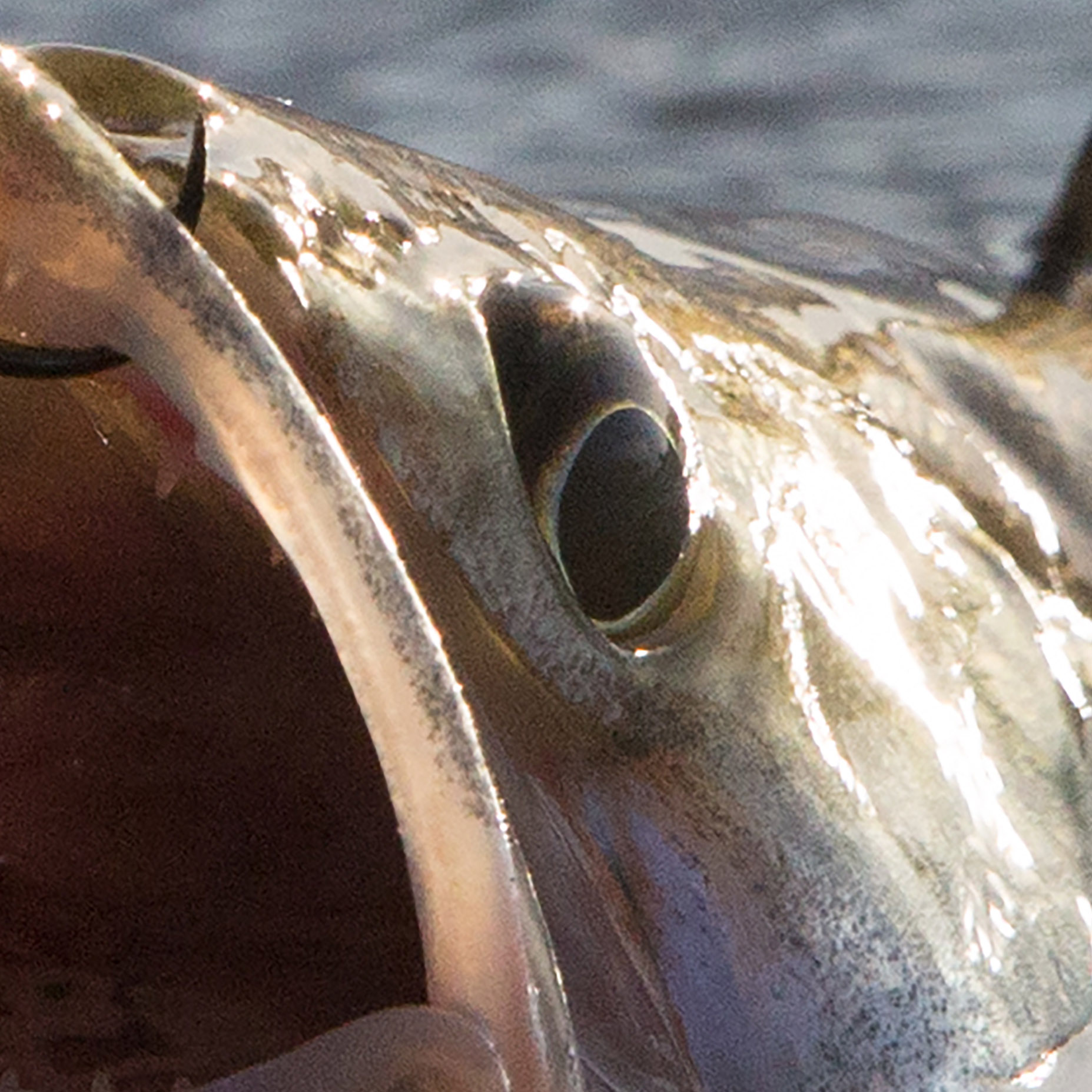 Tapeta Candát obecný