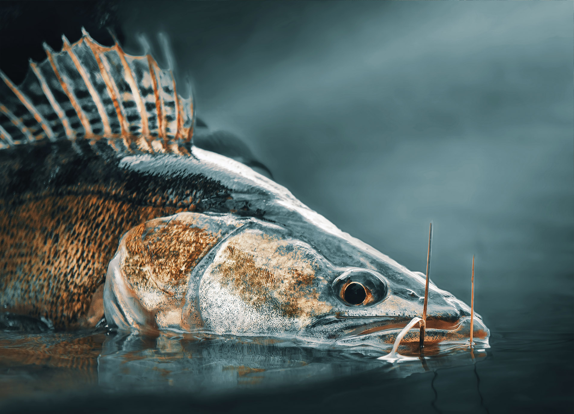 Tapeta Candát detail