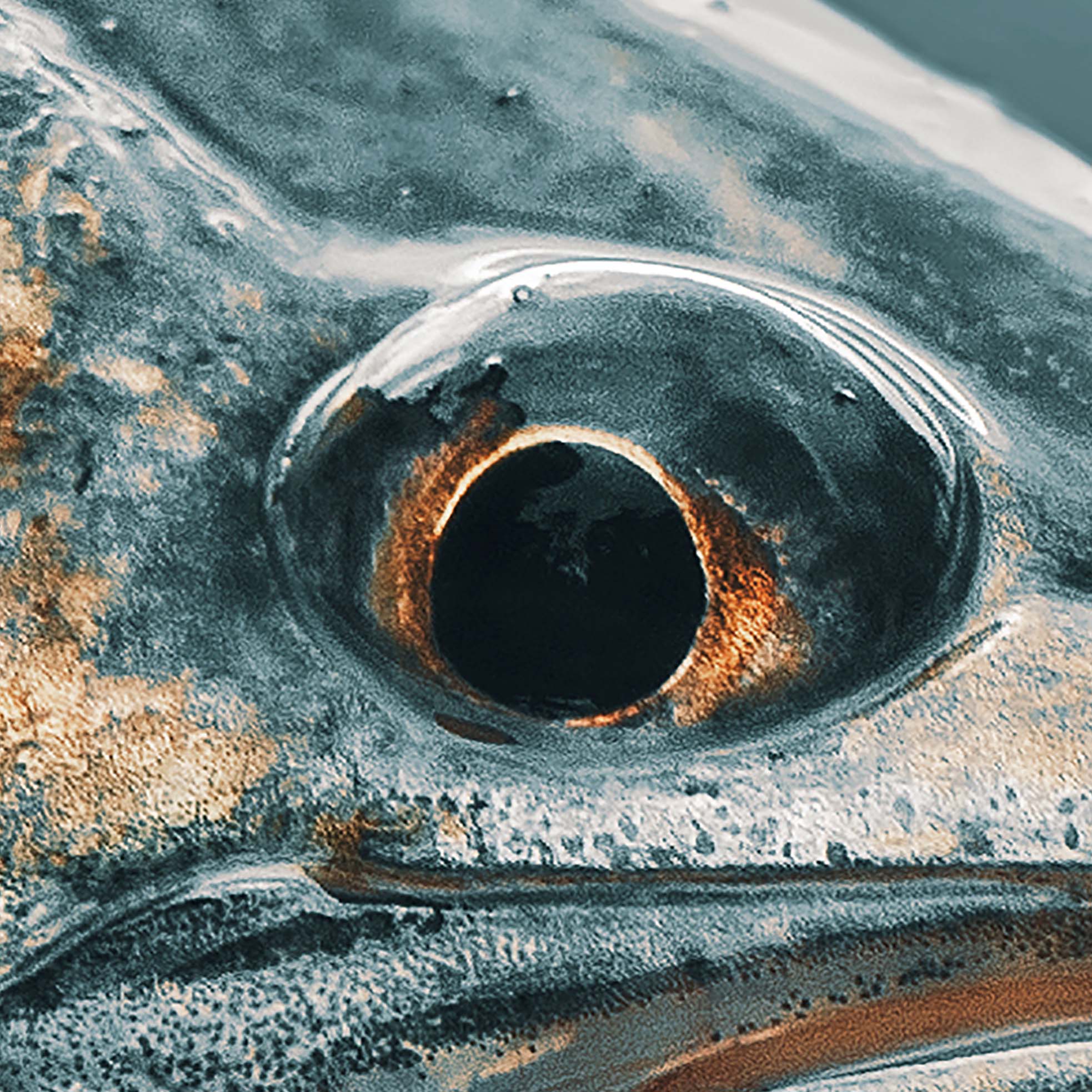 Tapeta Candát detail