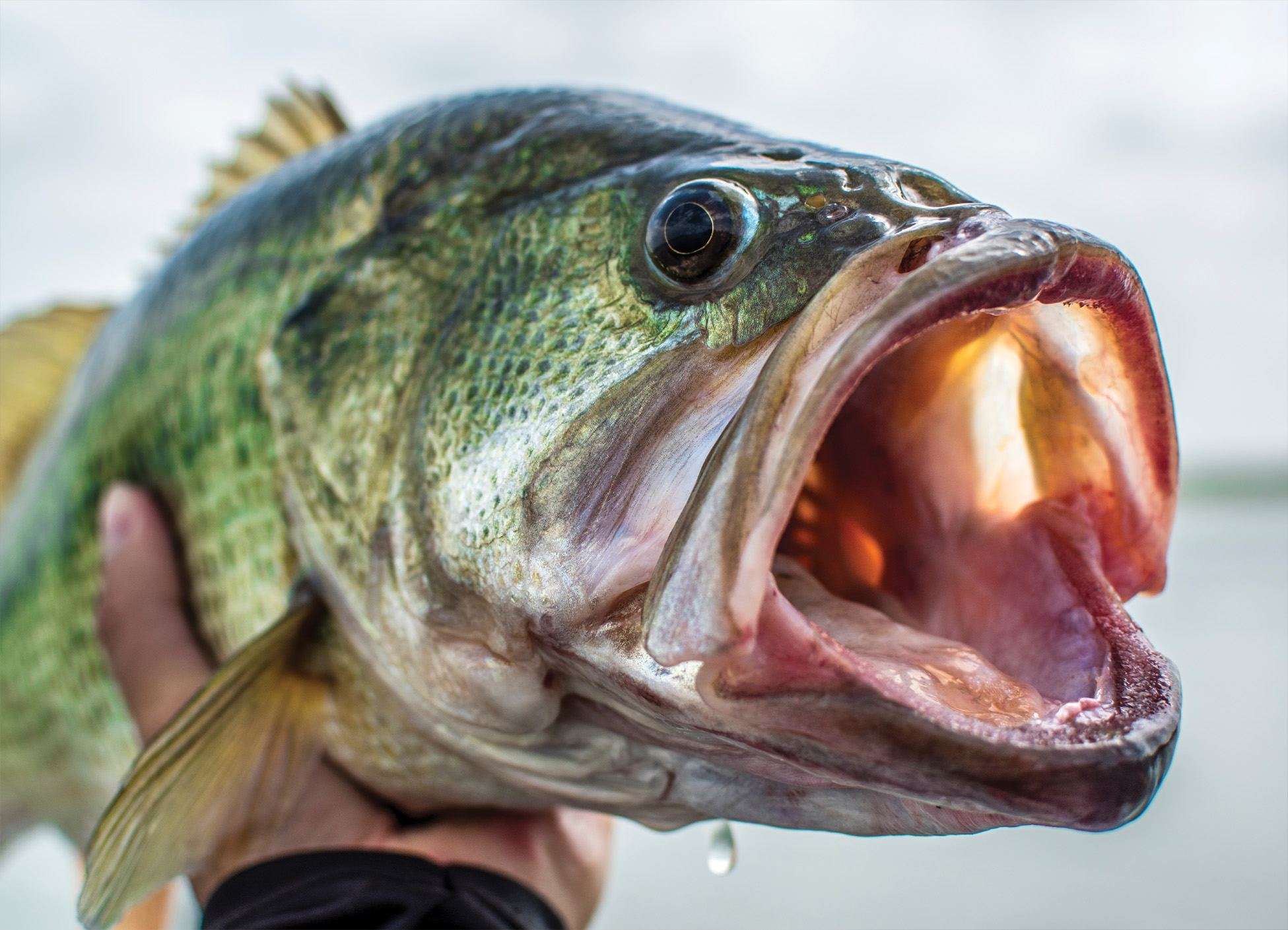 Tapeta okoun nilský