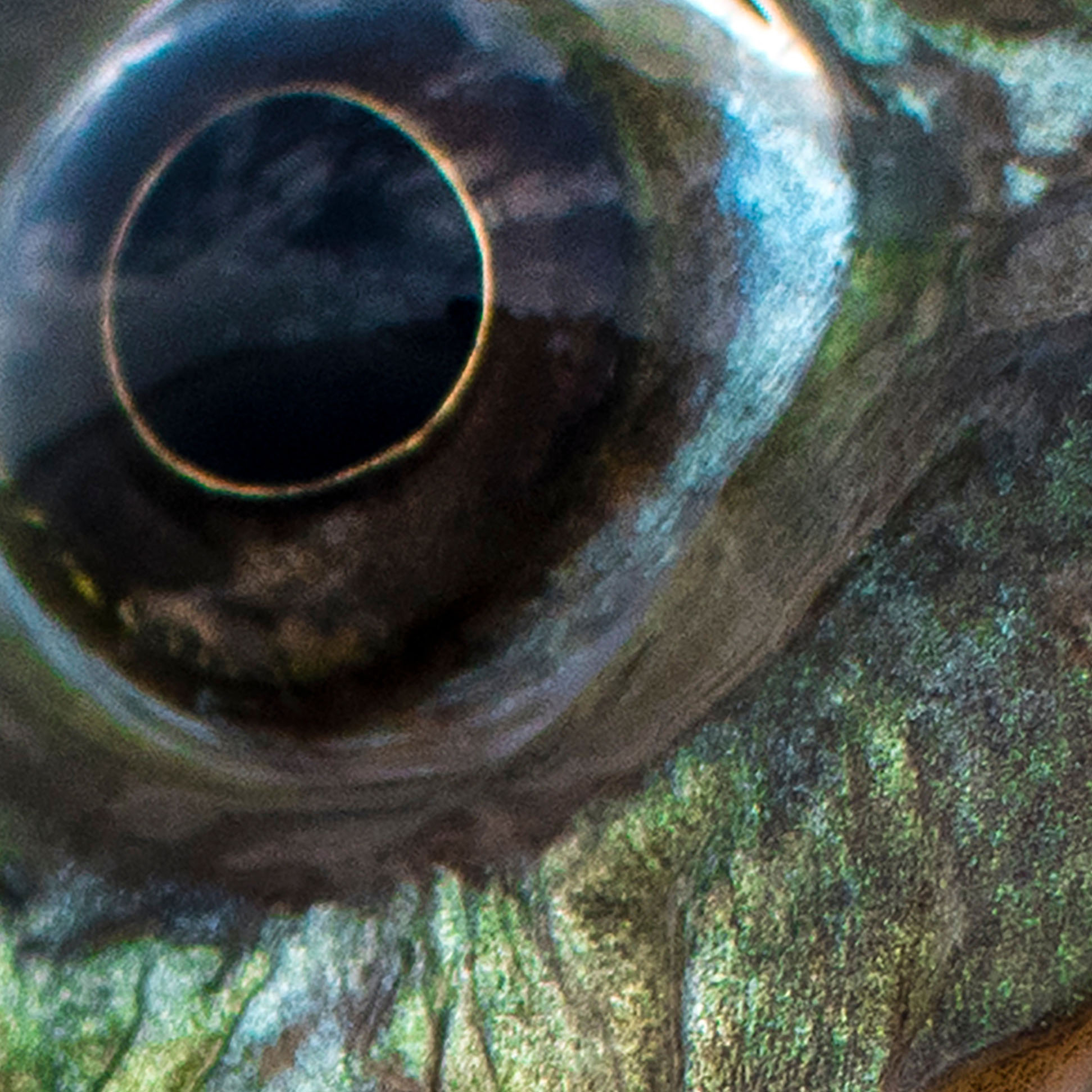 Tapeta okoun nilský