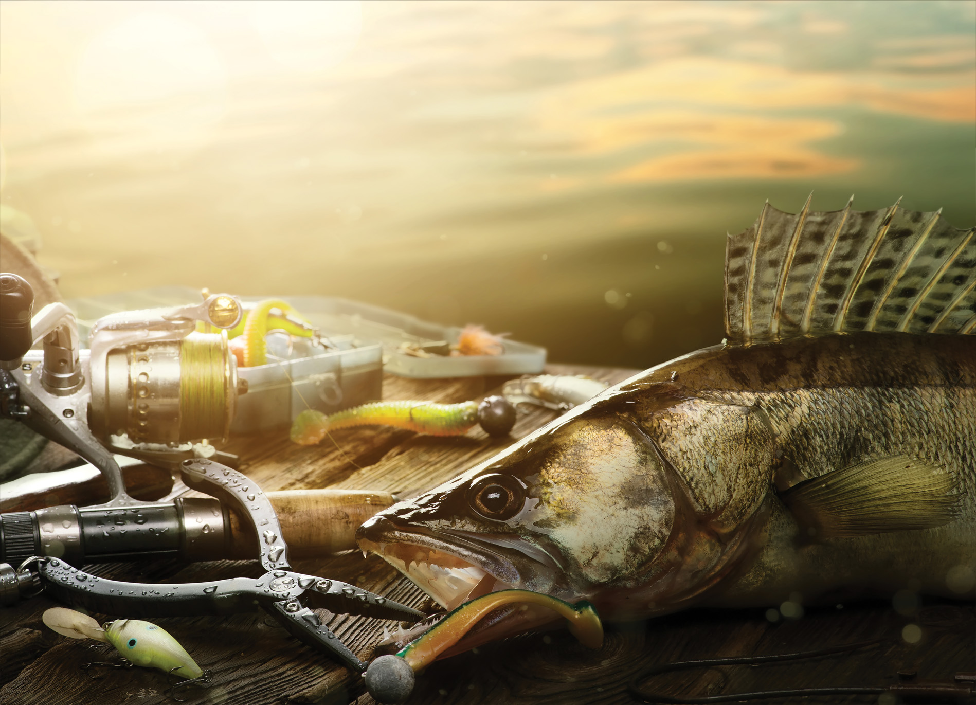 Tapeta Zdolaný candát