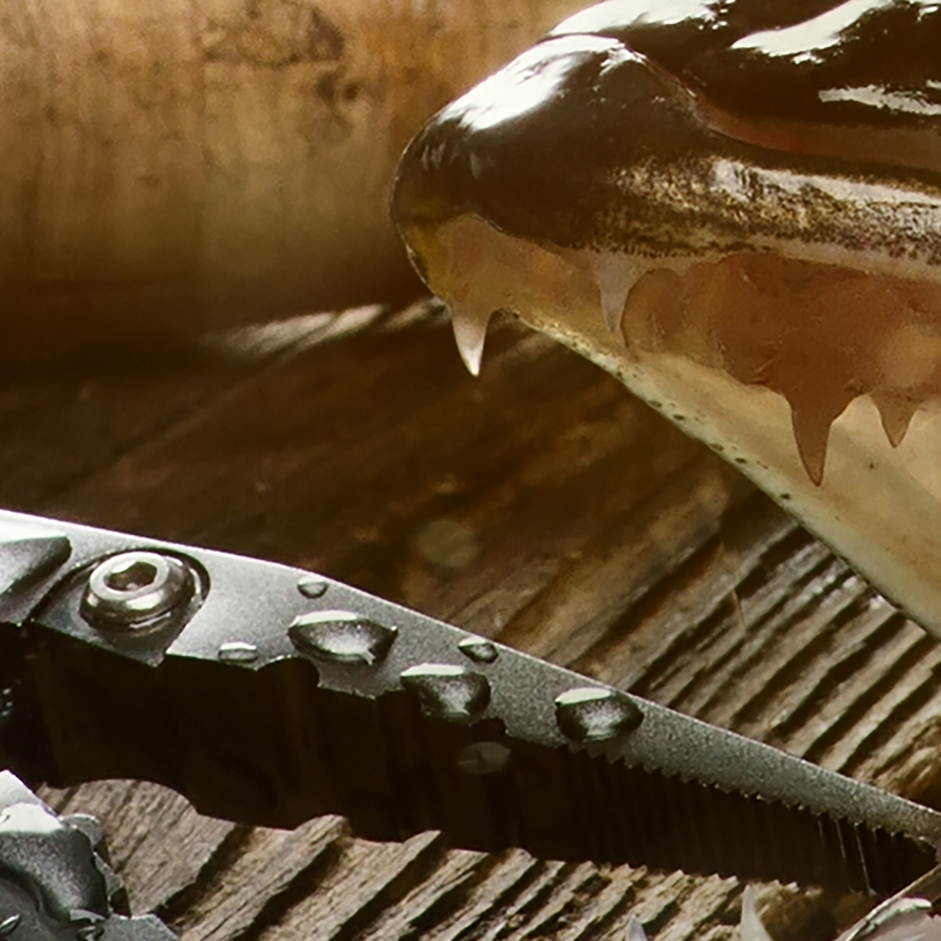 Tapeta Zdolaný candát