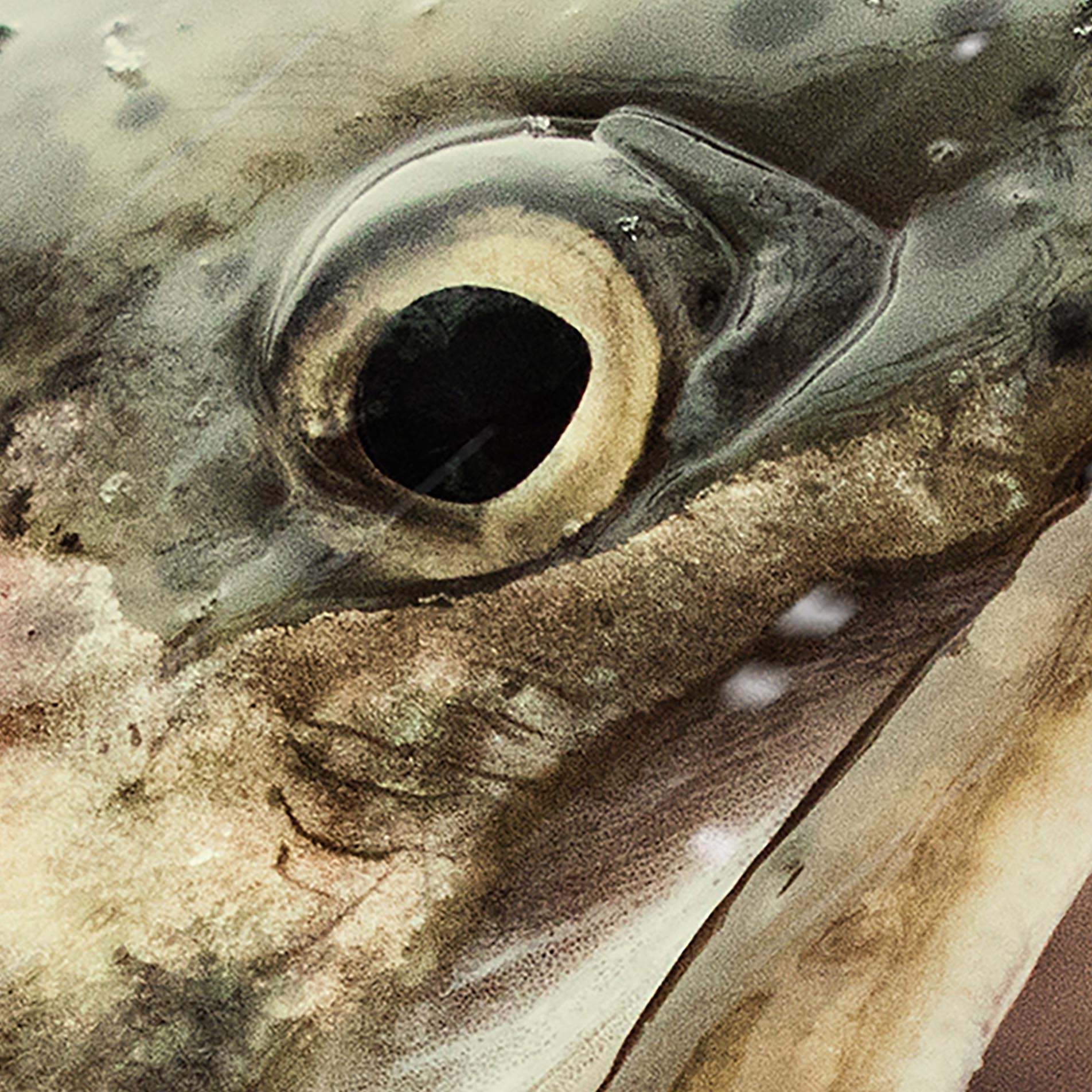 Tapeta Rybář s krásným duhákem