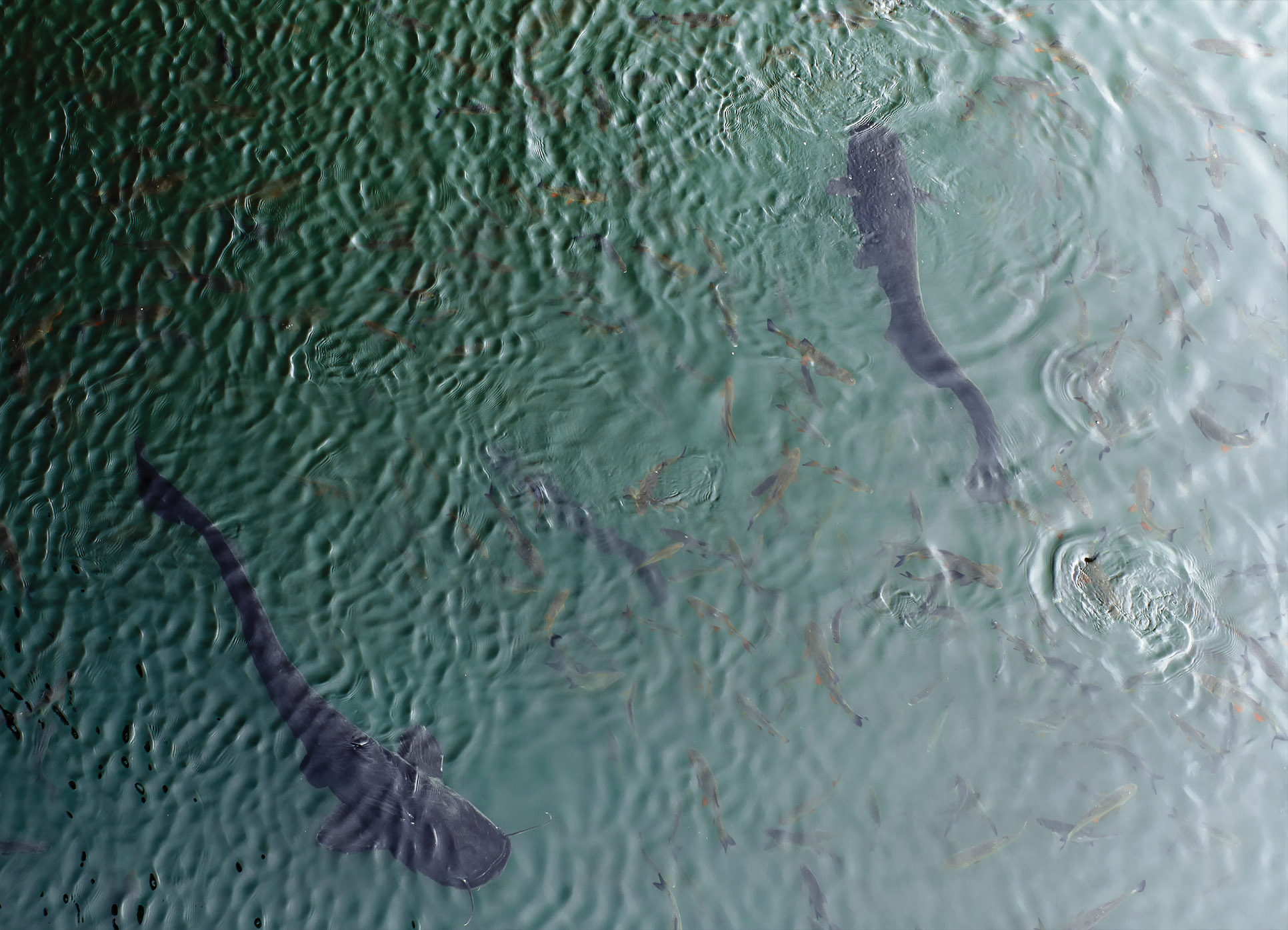 Tapeta sumci na pastvě