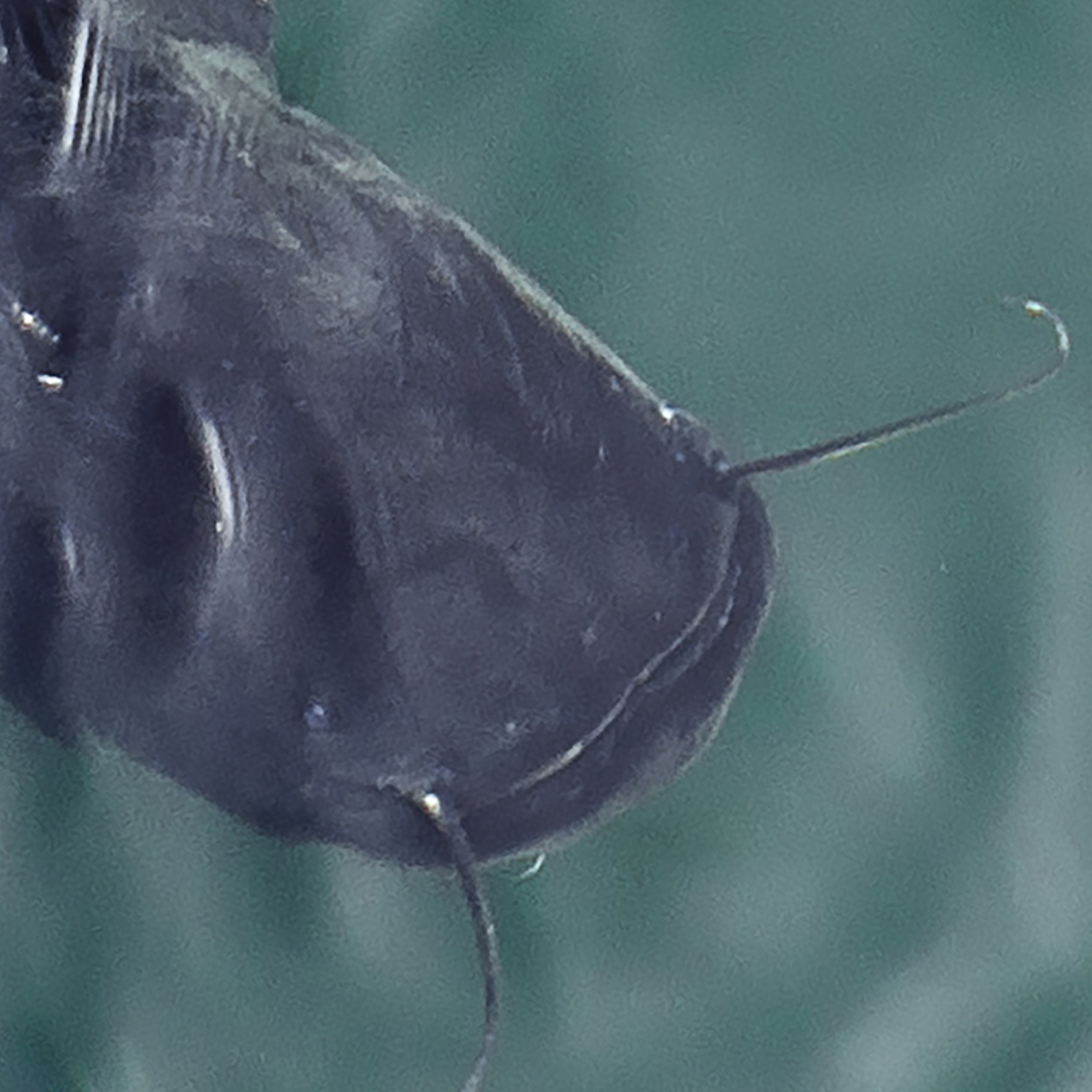 Tapeta sumci na pastvě