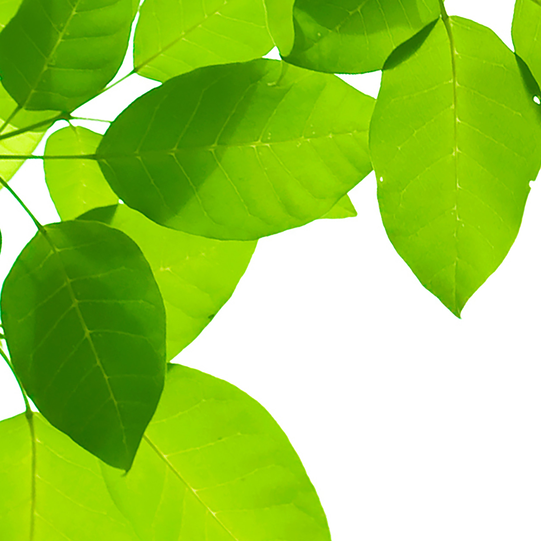 Tapeta Ovál z lístků