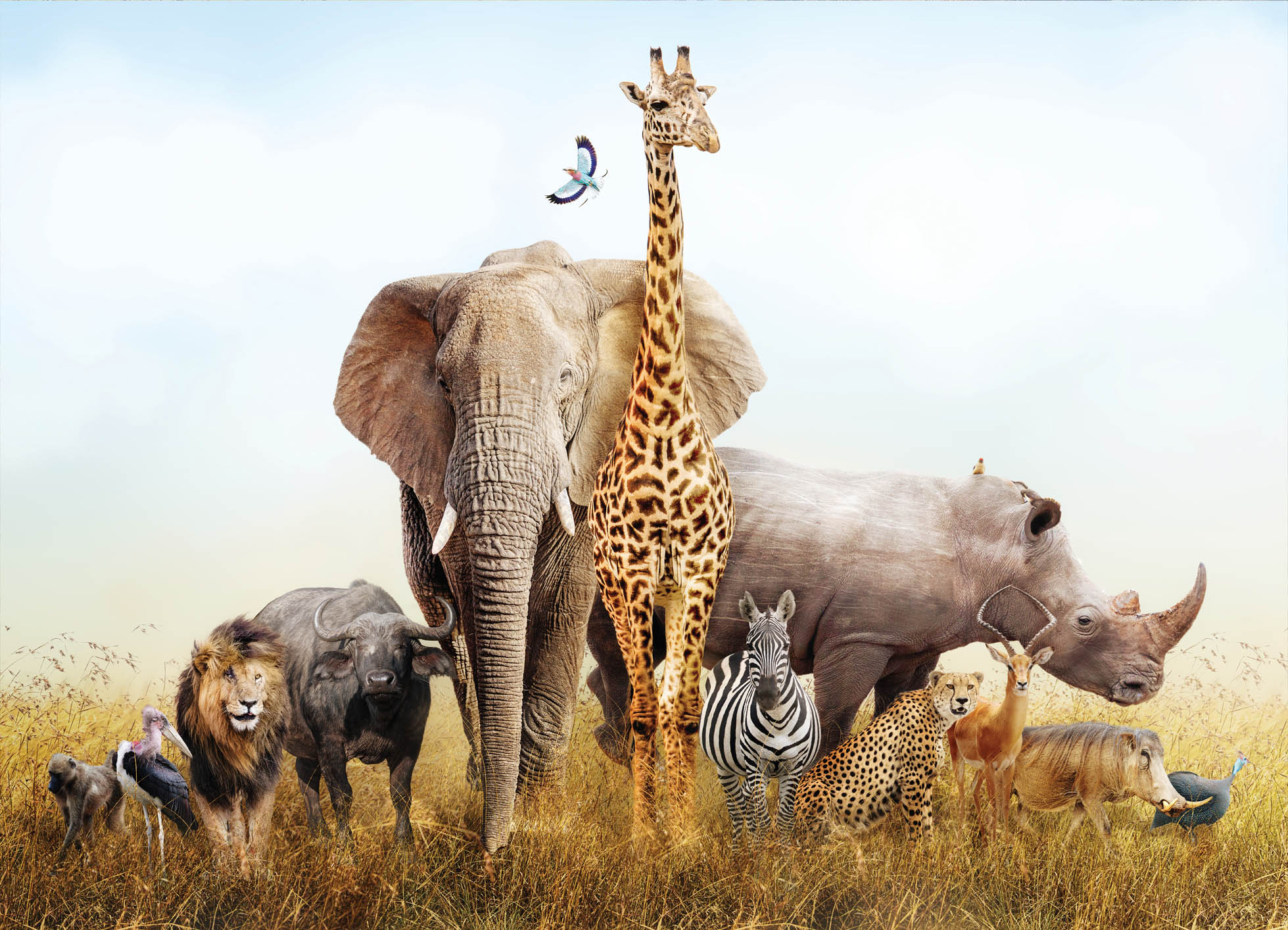 Tapeta Zvířata savana