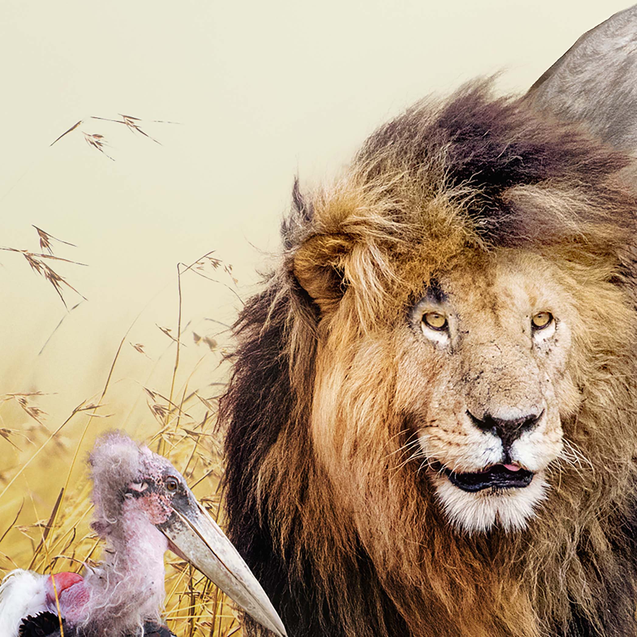 Tapeta Zvířata savana