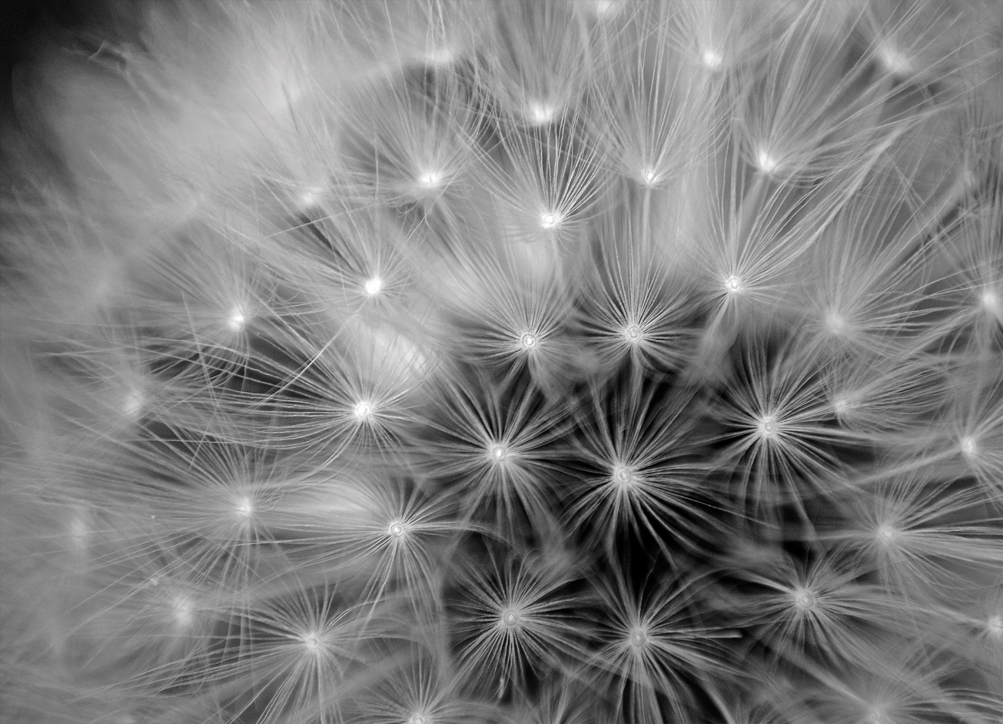 Tapeta Pampeliška černobílá