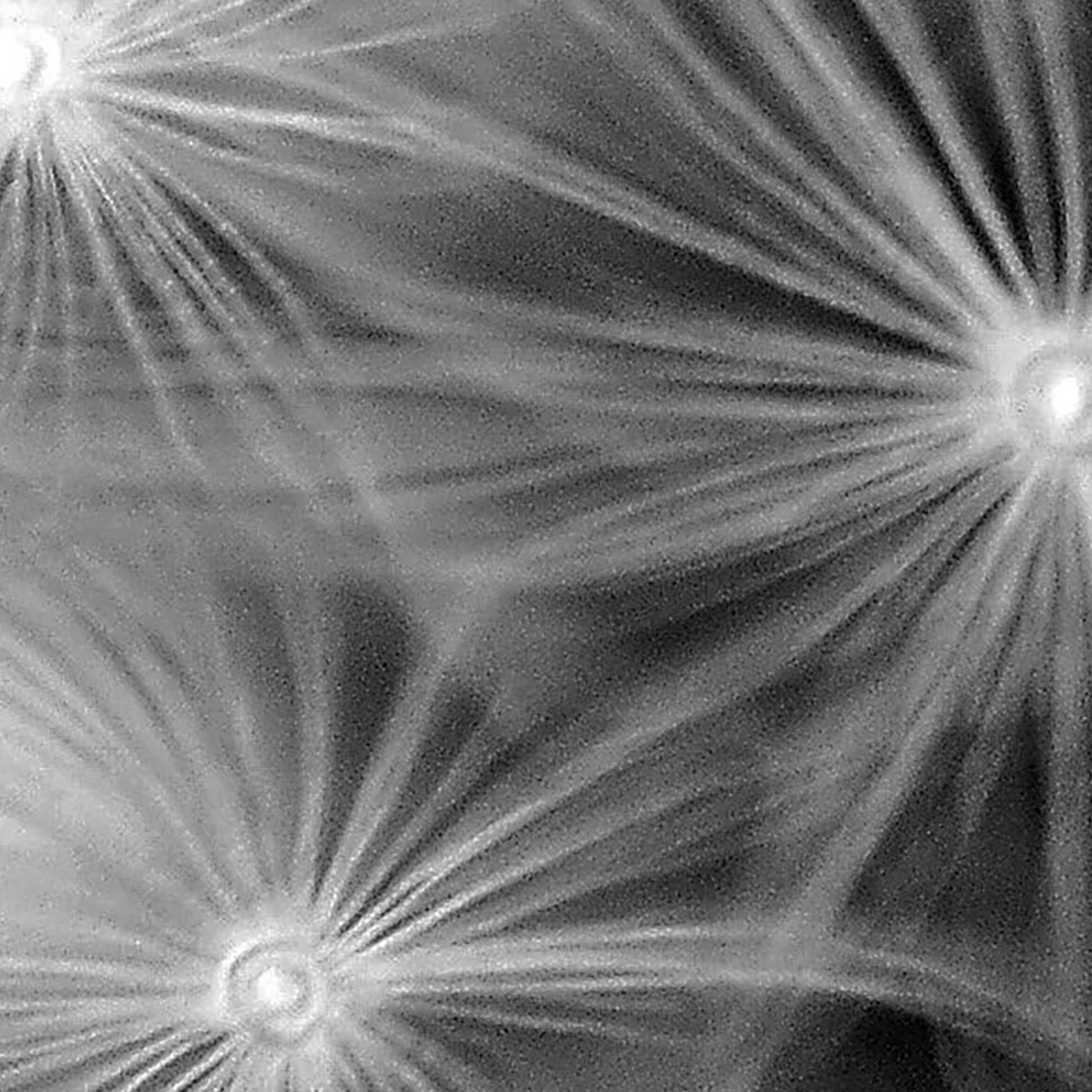 Tapeta Pampeliška černobílá