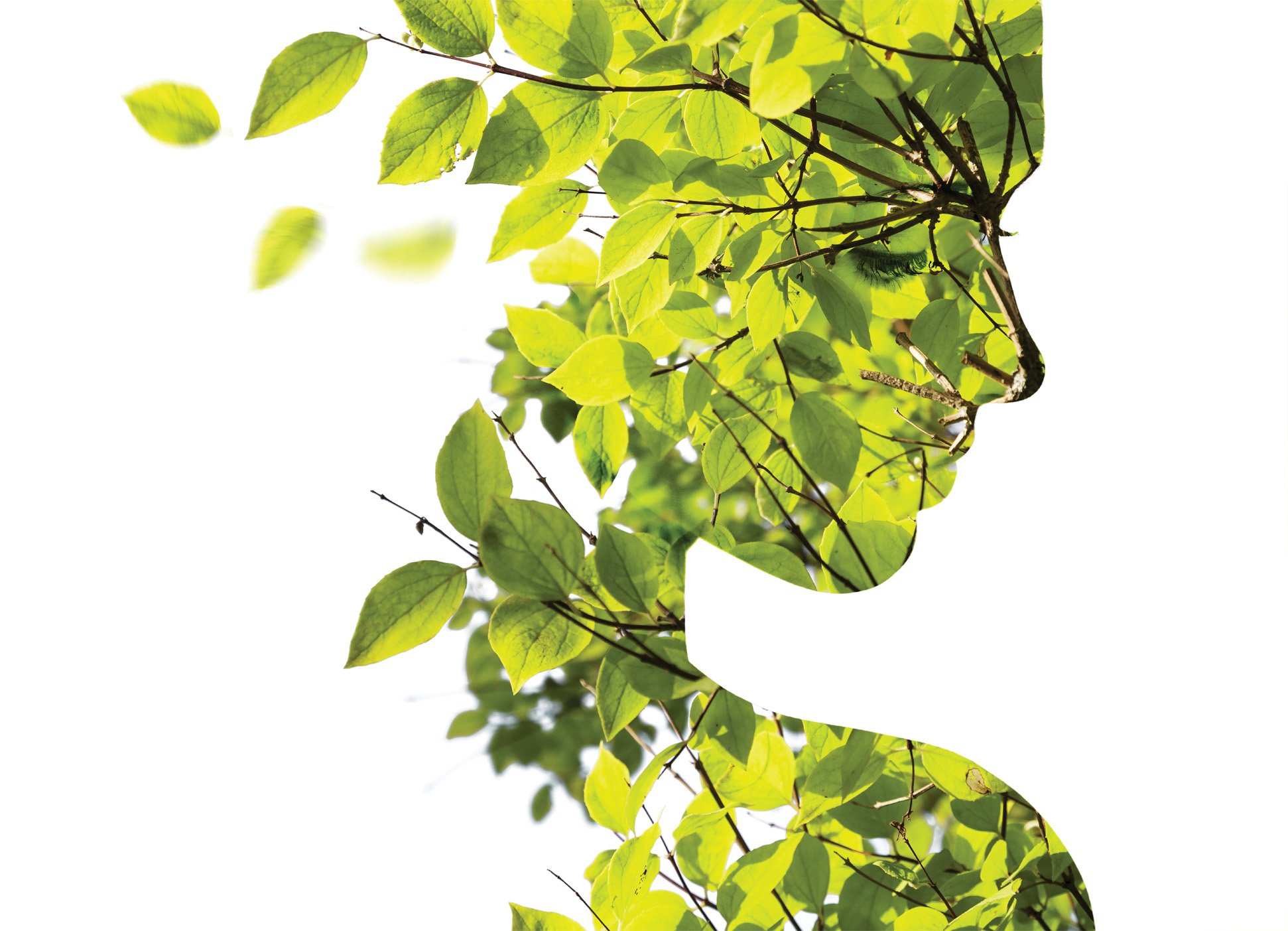 Tapeta Silueta z listí