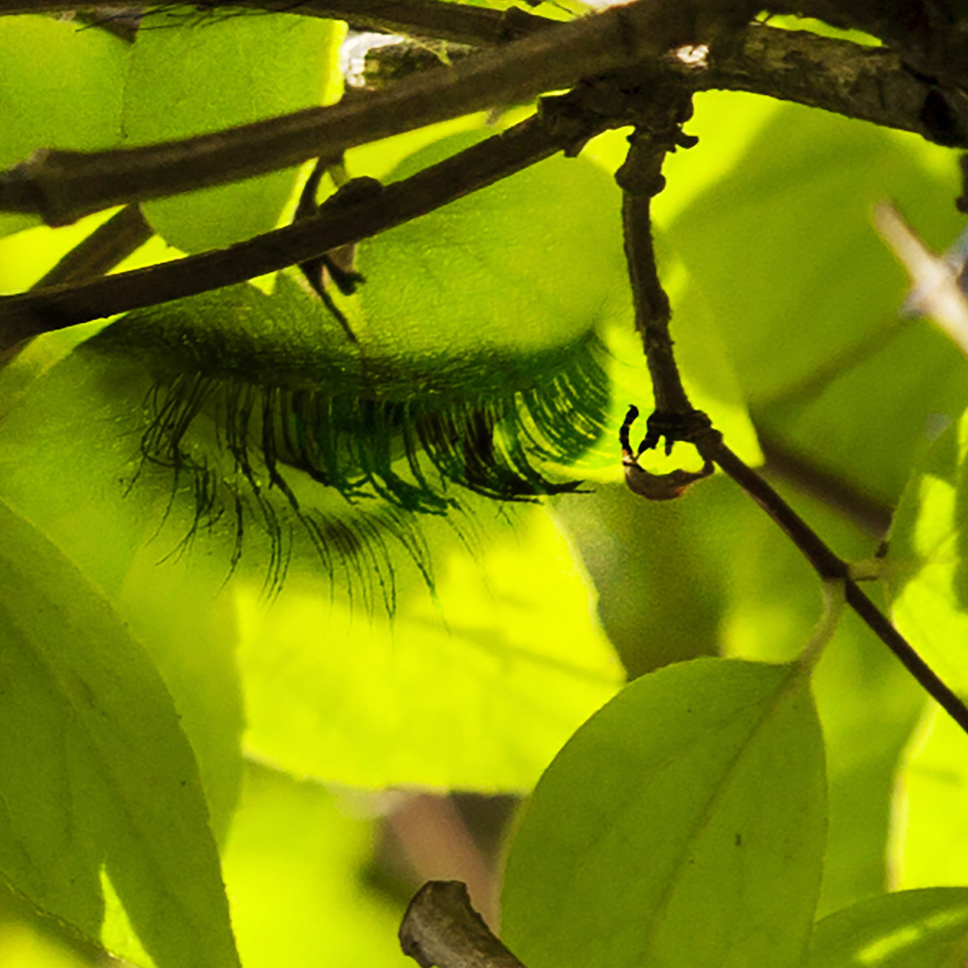 Tapeta Silueta z listí