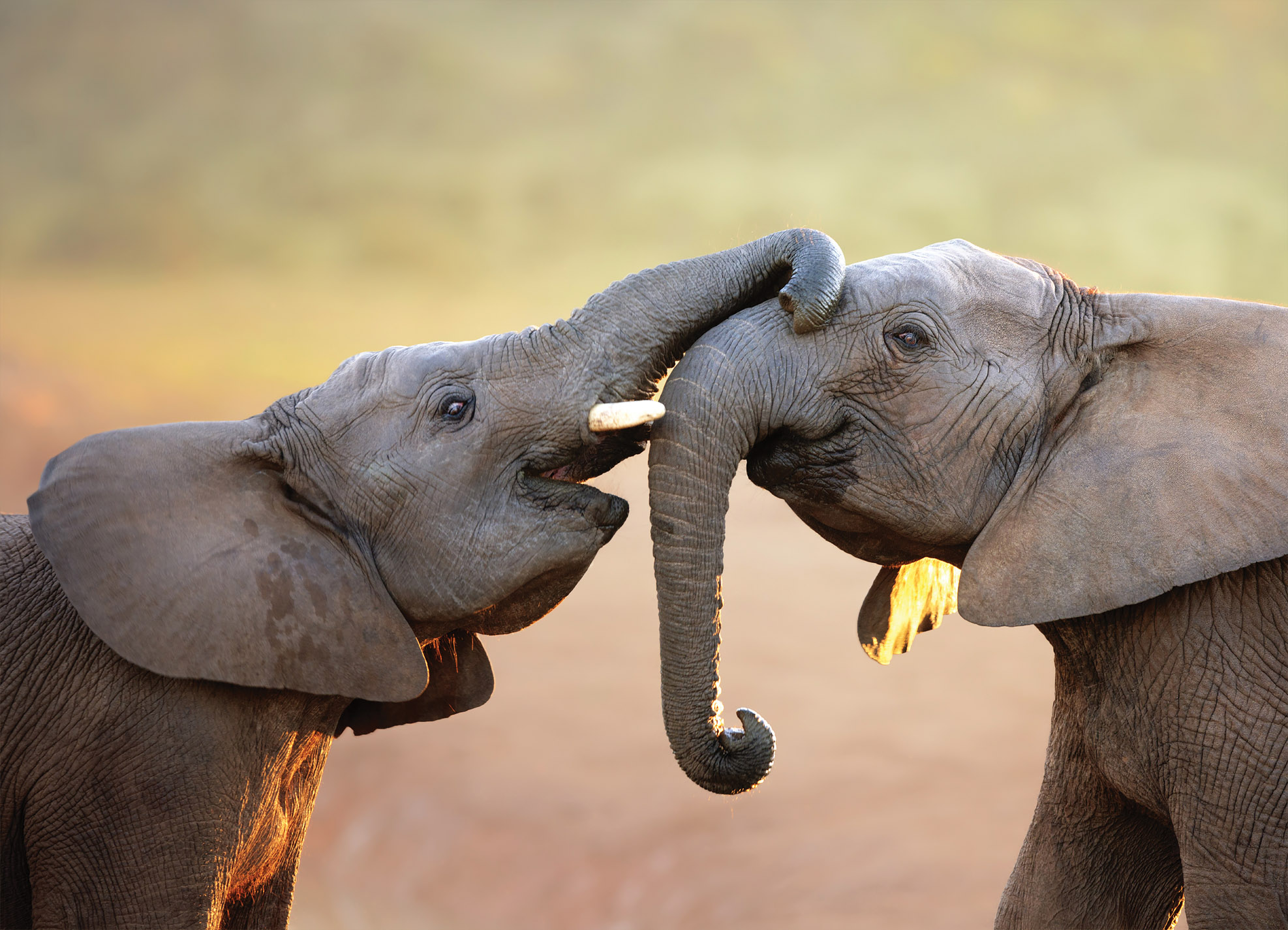 Tapeta Sloní láska