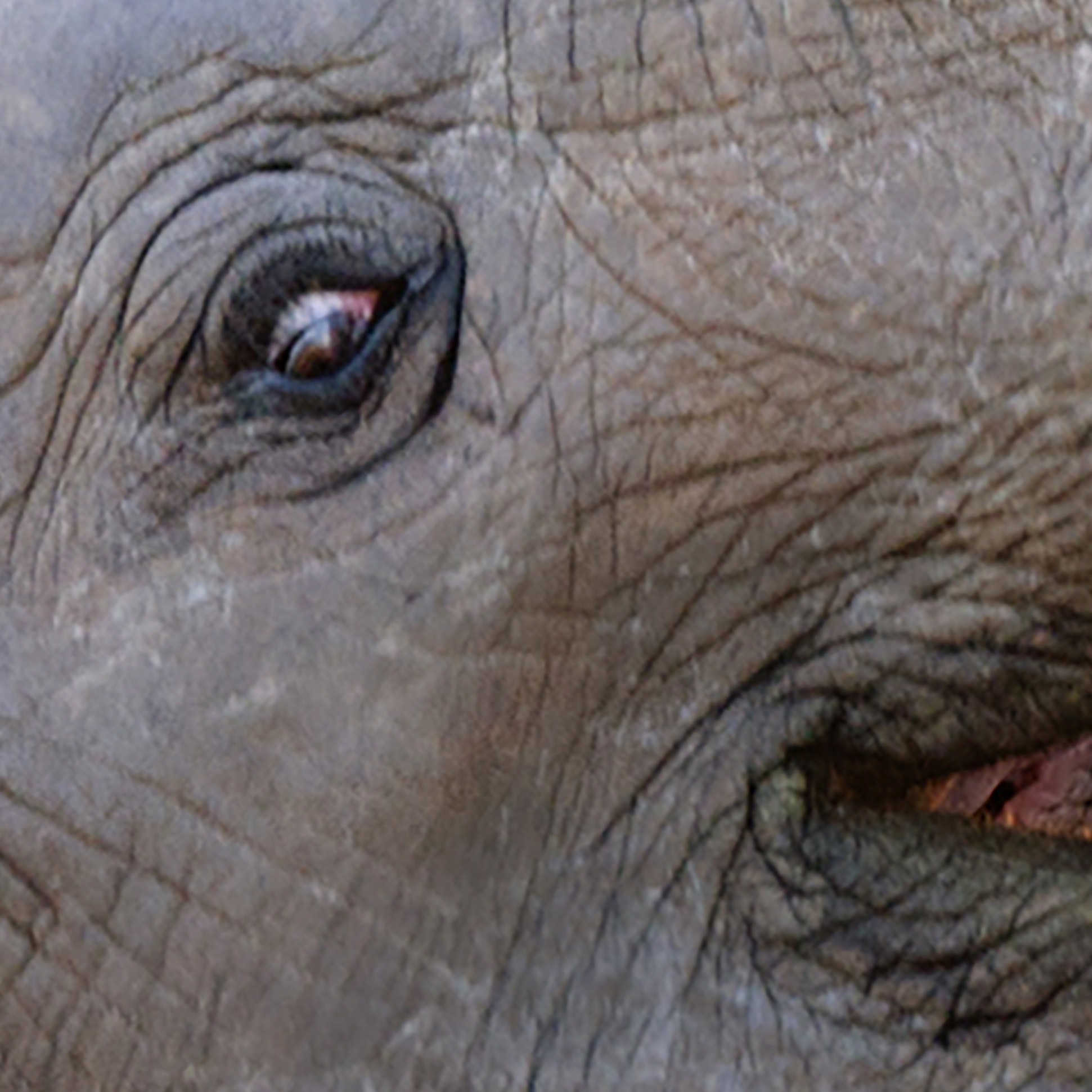 Tapeta Sloní láska