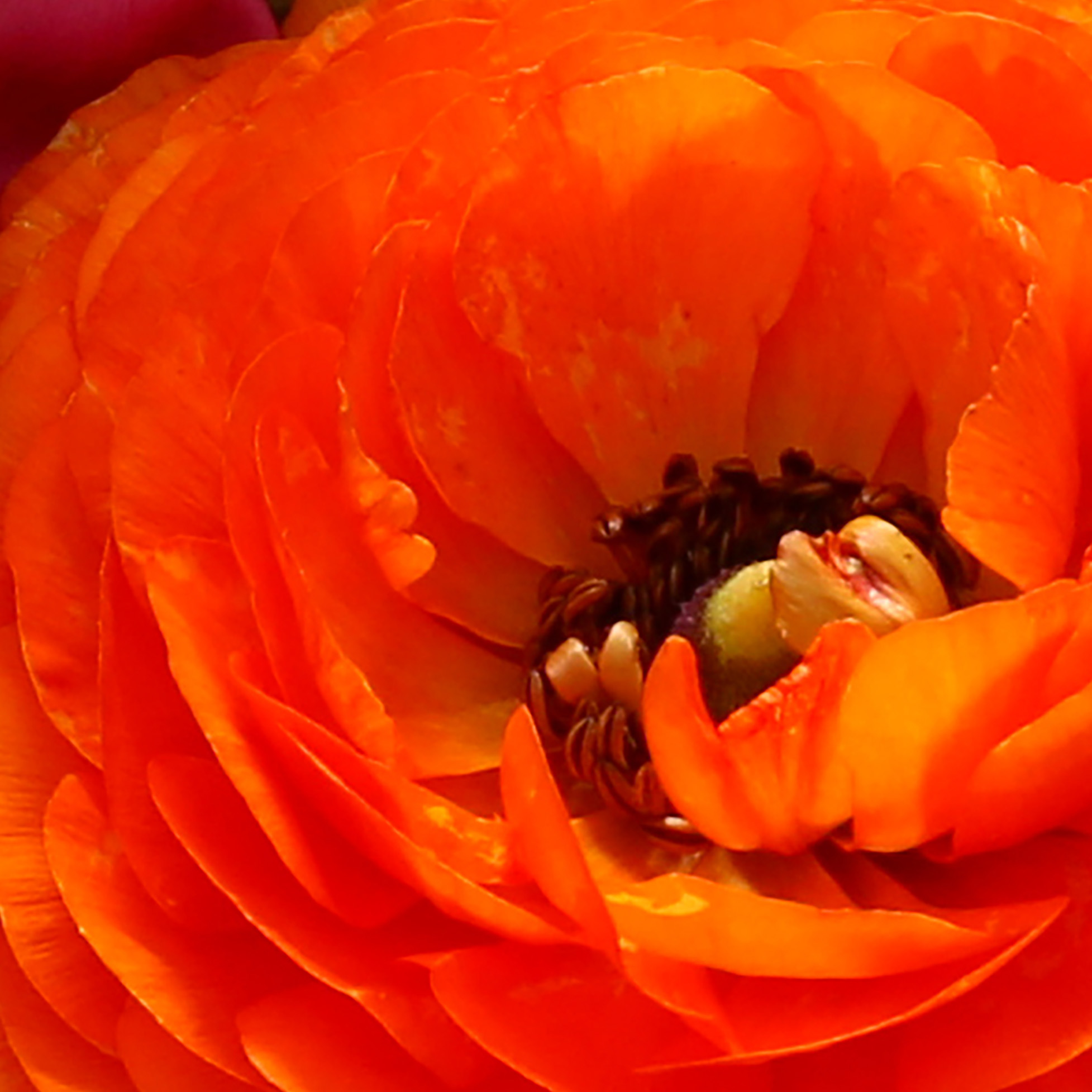 Tapeta Řezané květiny