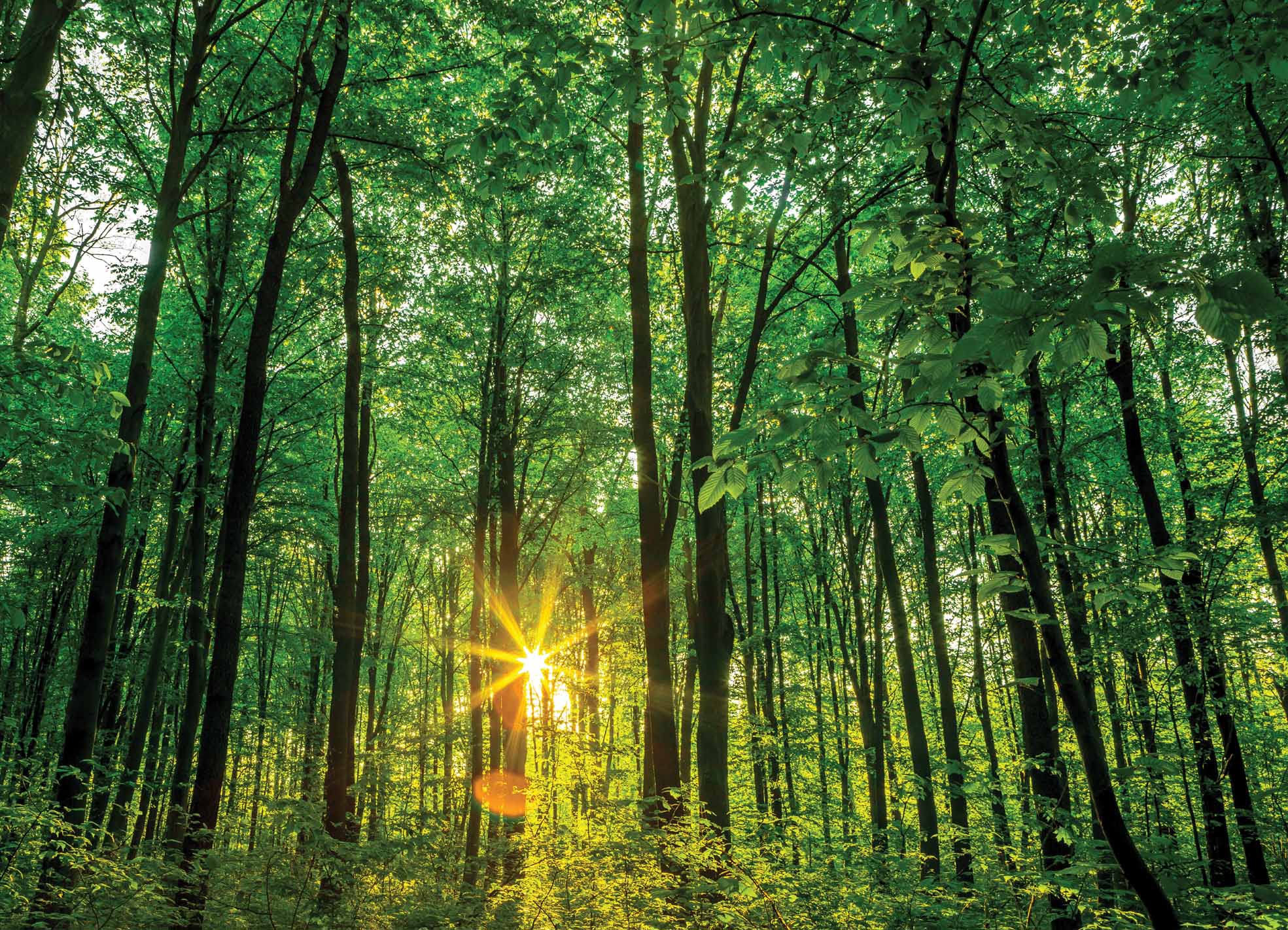 Tapeta Les s vycházejícím sluncem