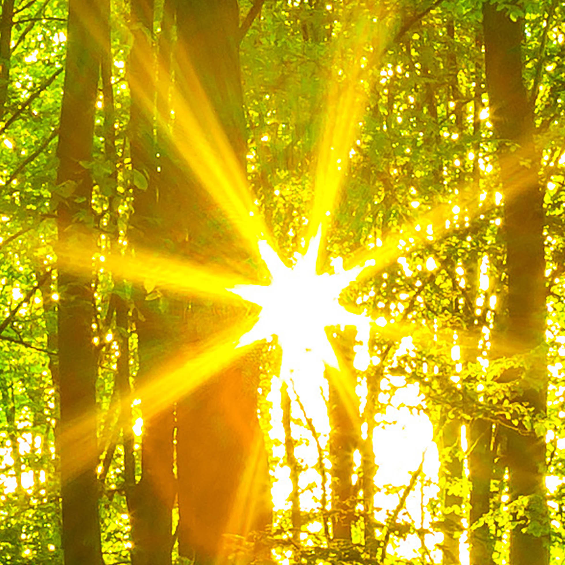 Tapeta Les s vycházejícím sluncem